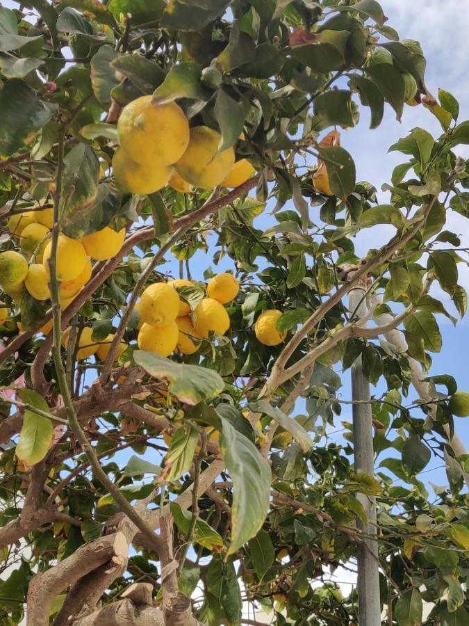 Palm Garden Paradise بيرفوليا المظهر الخارجي الصورة